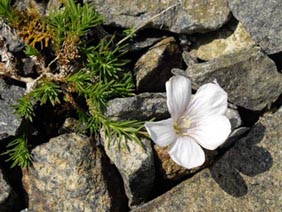 Linum suffruticosum ssp appressum